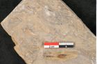 Foto (Detailansicht) von Jordania moravica Helmh. (NHMW-GEO-2024-0188-11142)